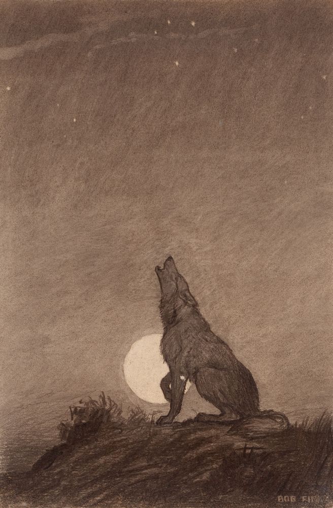CoyoteBaja
